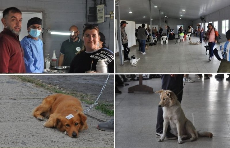 En la jornada de castración gratuita fueron atendidos 87 caninos y felinos