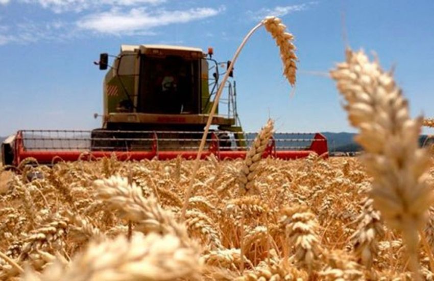 Finalizó la cosecha de trigo en Entre Ríos con un salto del 32% en los rendimientos