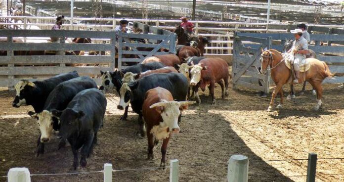 Ganadería: las terneras aumentaron casi 50% en octubre en los remates de La Ganadera