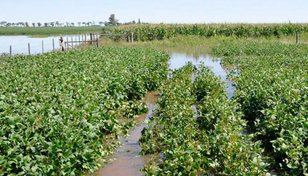 El “exceso significativo” de lluvias complica al campo en Entre Ríos