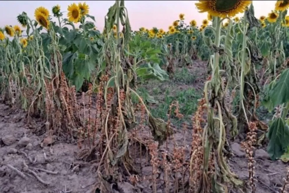 Entre Ríos toma medidas para prevenir el ataque de una plaga que afecta al cultivo de girasol