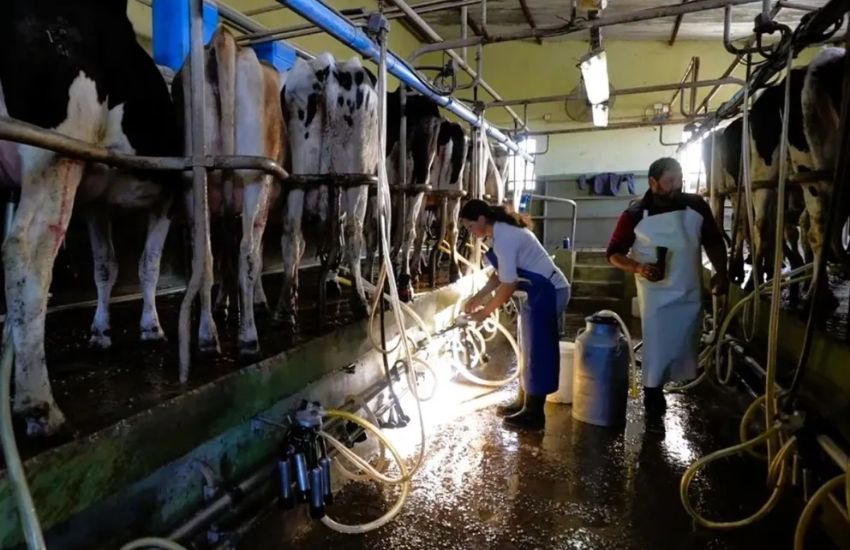 El sector lácteo entrerriano advierte estar en rojo financiero y sin respaldo estructural