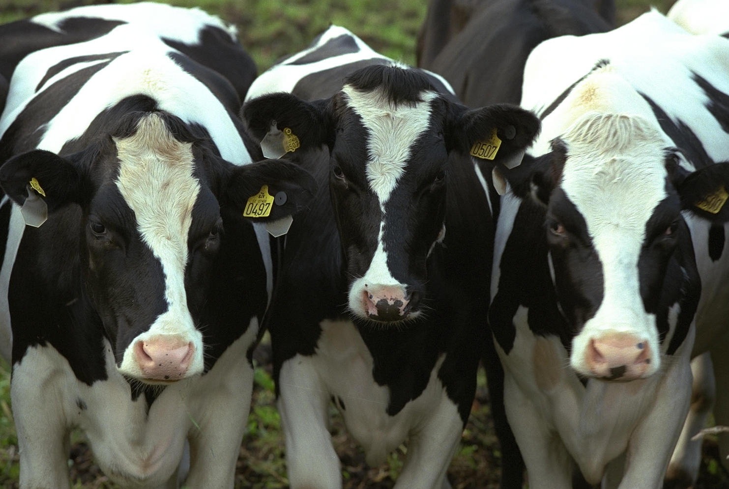 Robo de ganado por $40 millones: “Quien comete este delito tiene conocimiento del lugar”