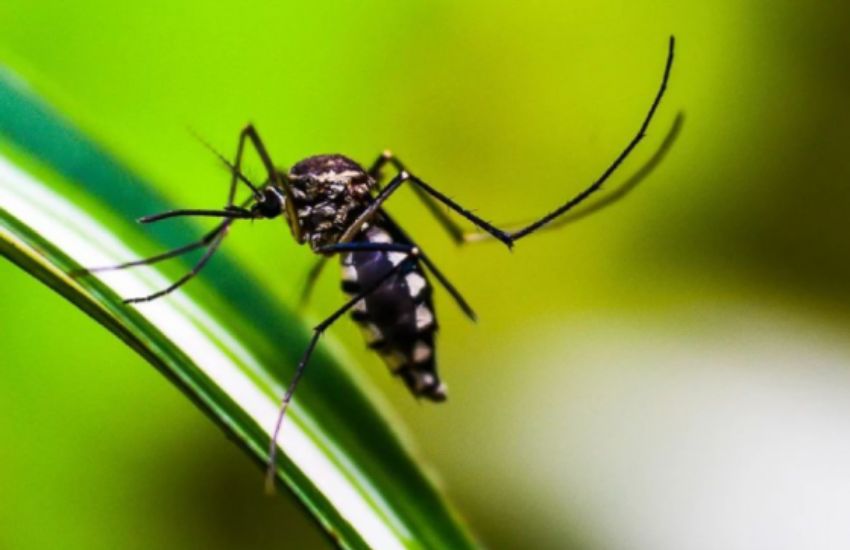 El Municipio recuerda las medidas de prevención del dengue
